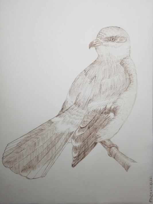 Northern Shrike Drawing