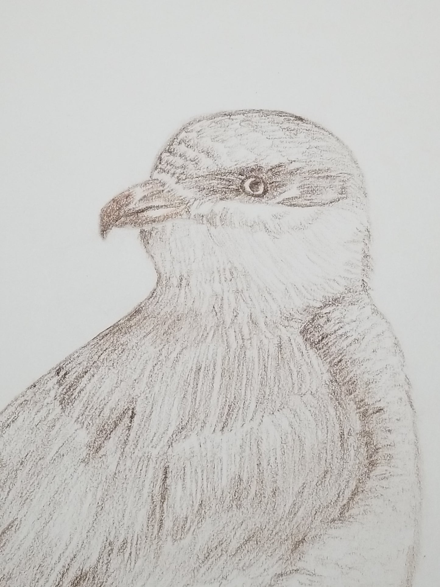 Northern Shrike Drawing