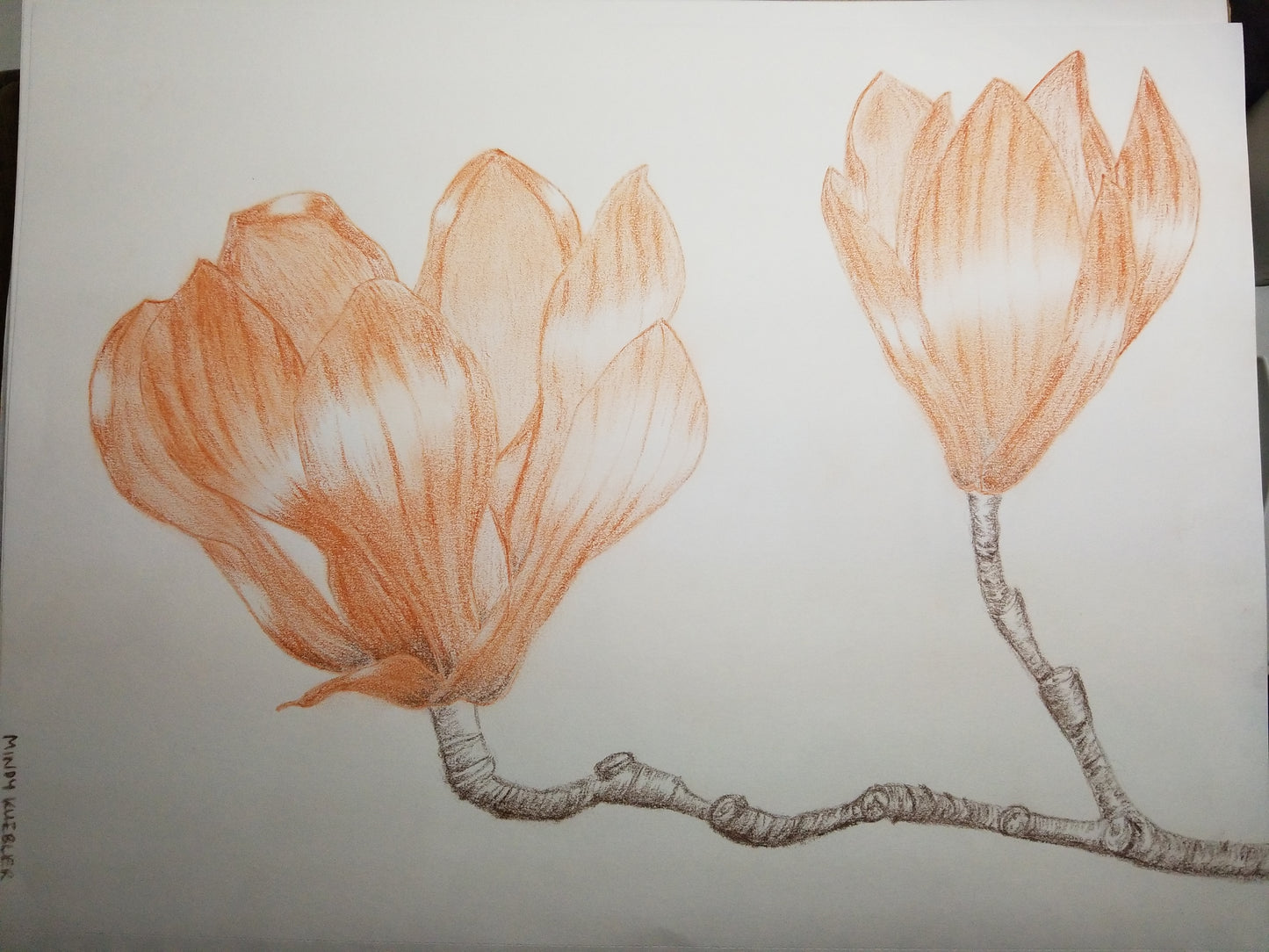 Magnolia Drawing