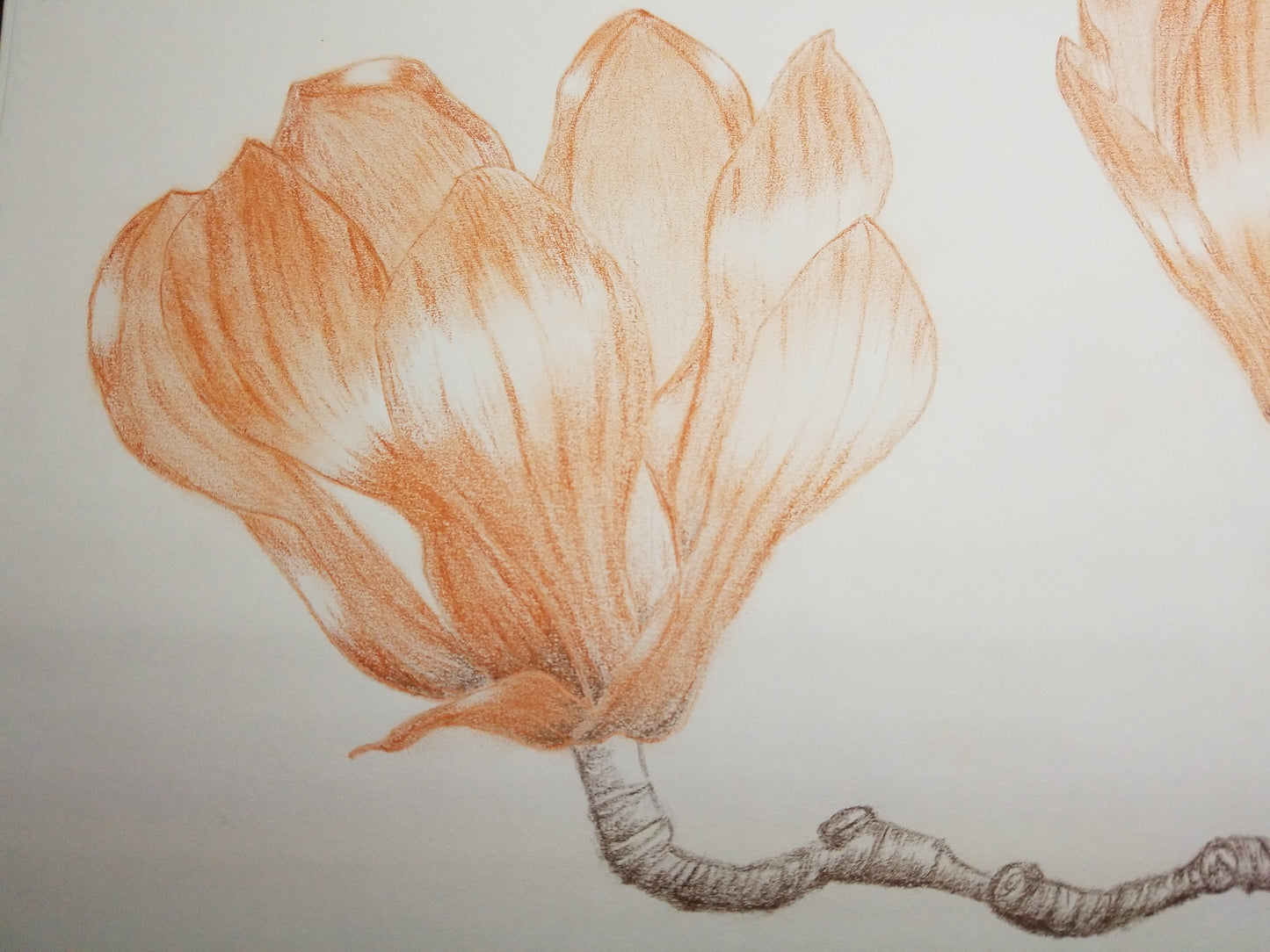Magnolia Drawing