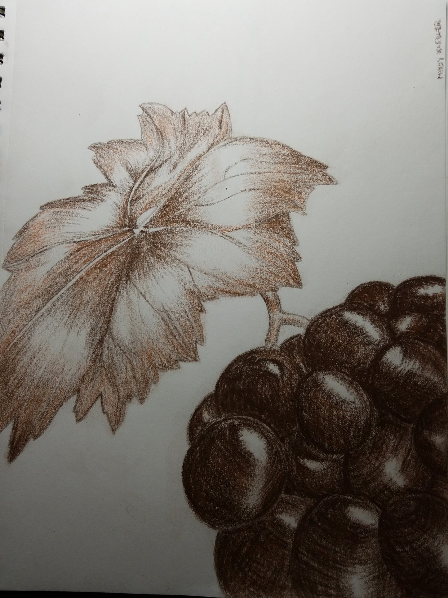 Grape Cluster Drawing