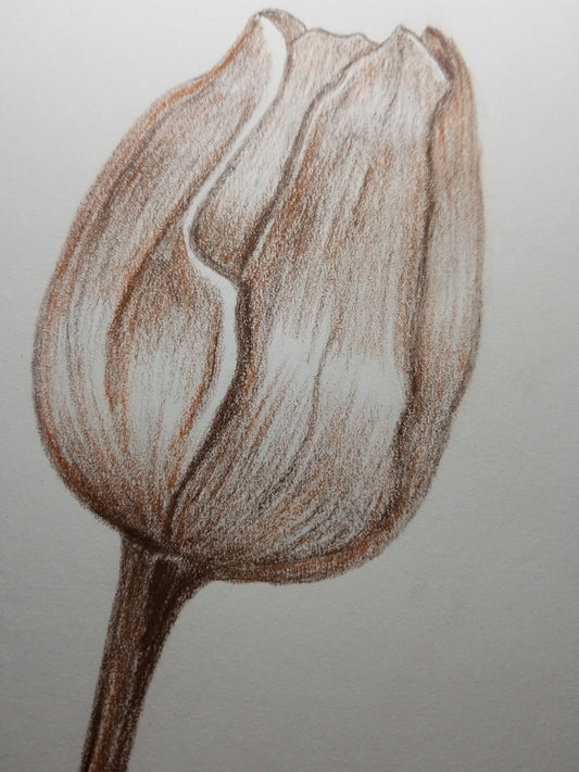 Tulips Drawing