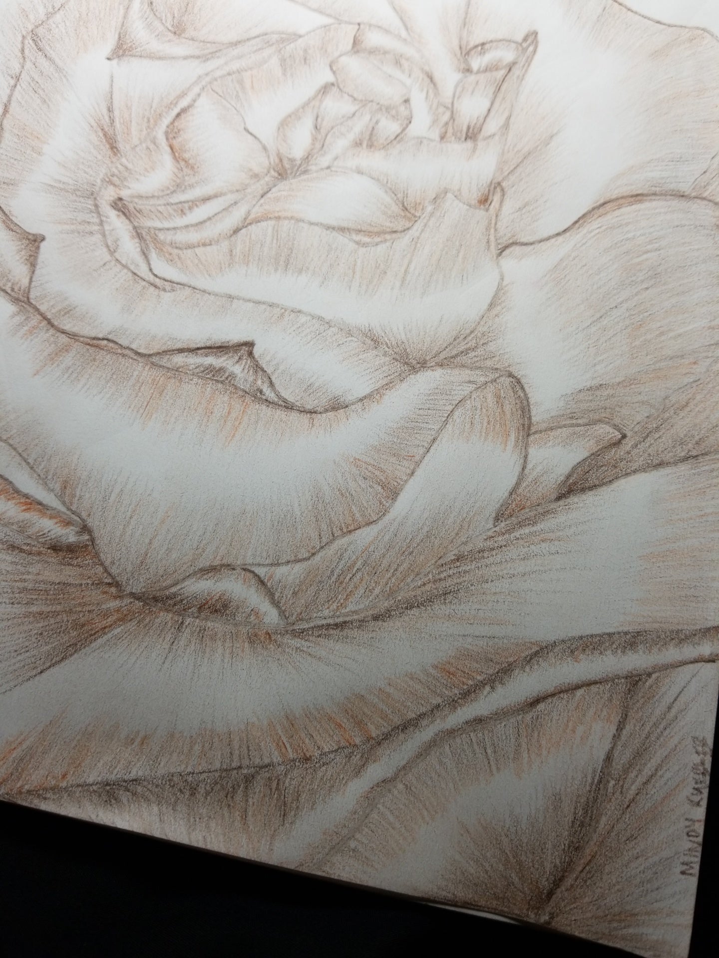 Floribunda Rose Drawing