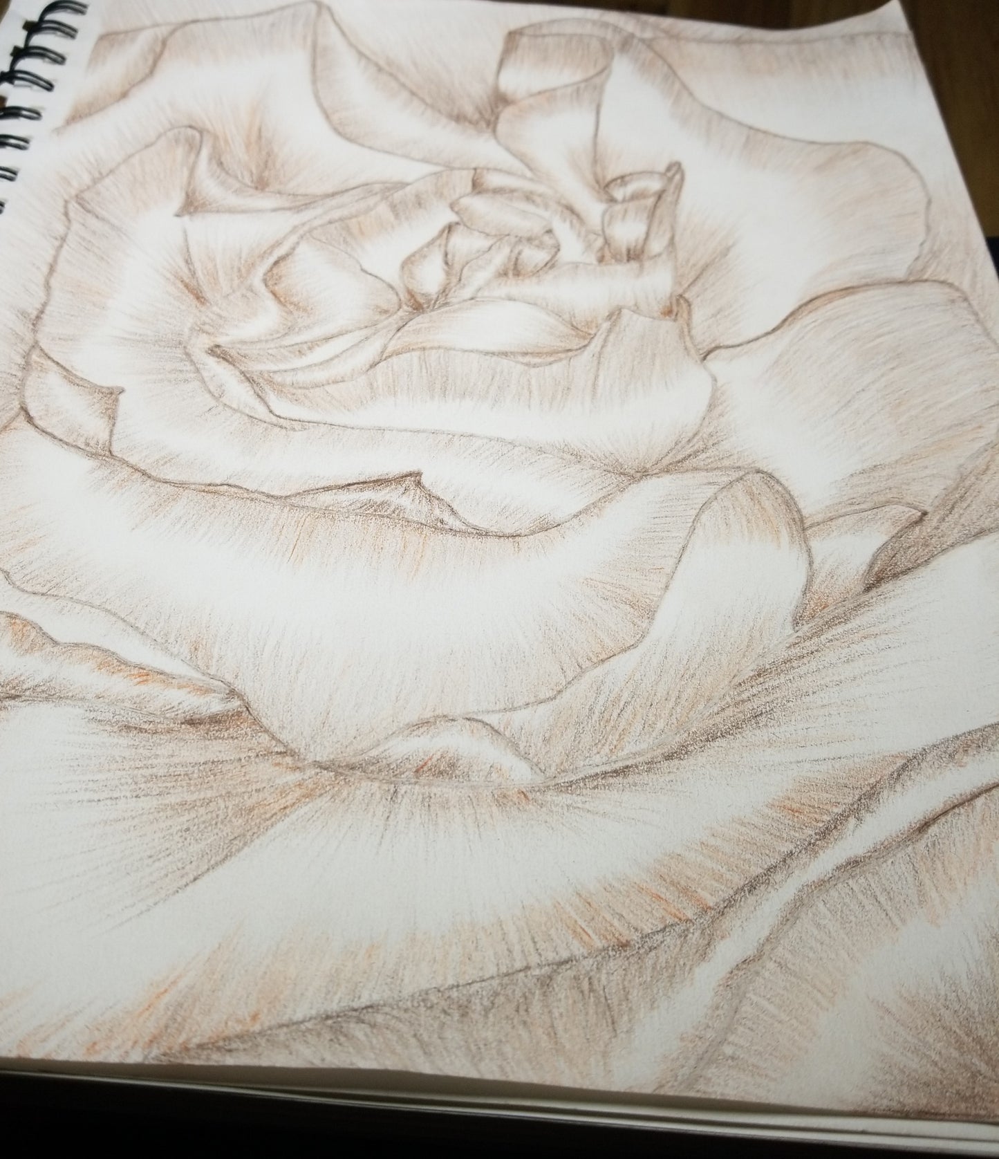 Floribunda Rose Drawing