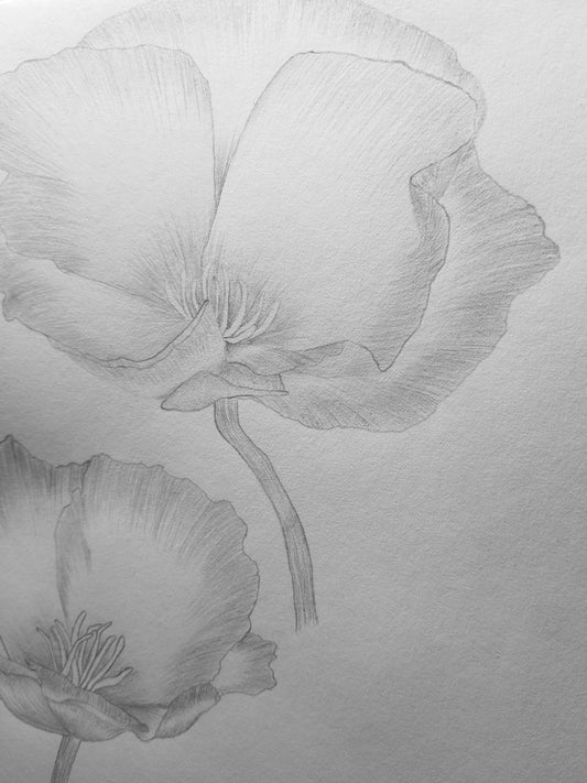 California Poppies Drawing