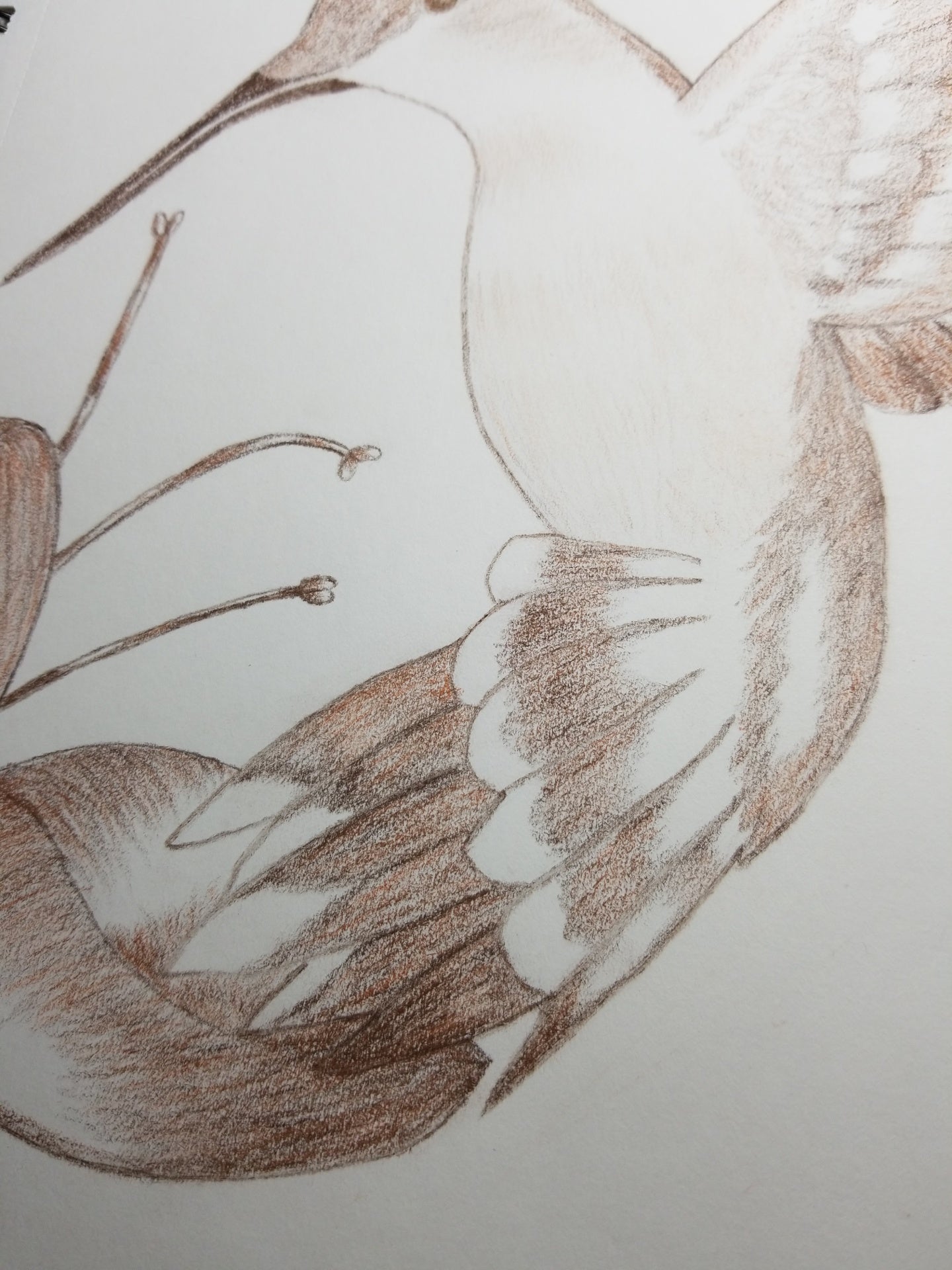 Ruby-Throated Hummingbird On Trumpet Vine Drawing