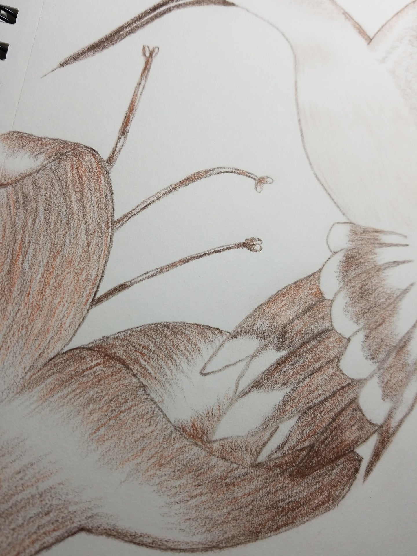 Ruby-Throated Hummingbird On Trumpet Vine Drawing